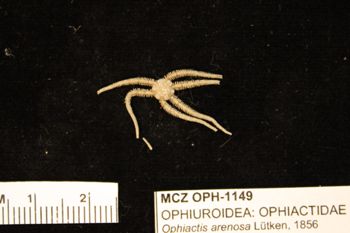 Media type: image;   Invertebrate Zoology OPH-1149